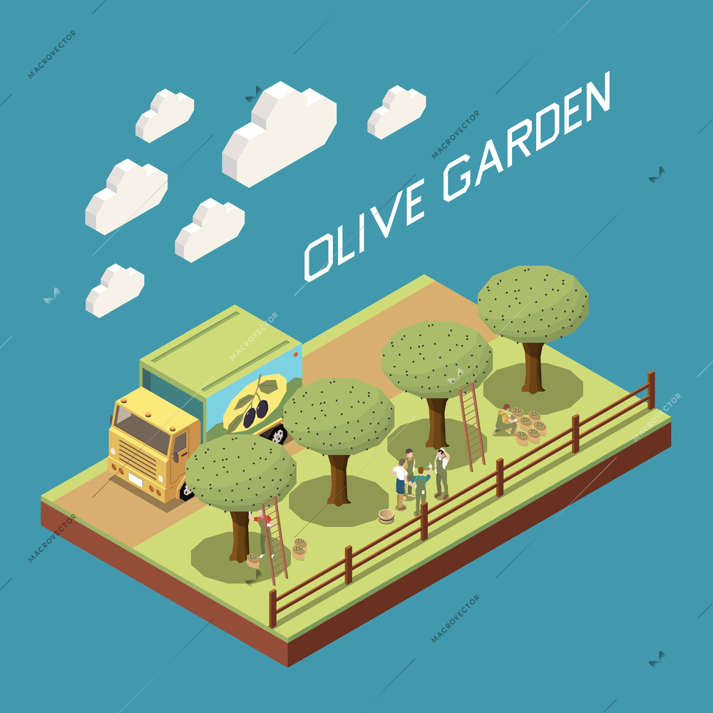 Olive production isometric composition with outdoor view of garden with row of trees truck and people vector illustration