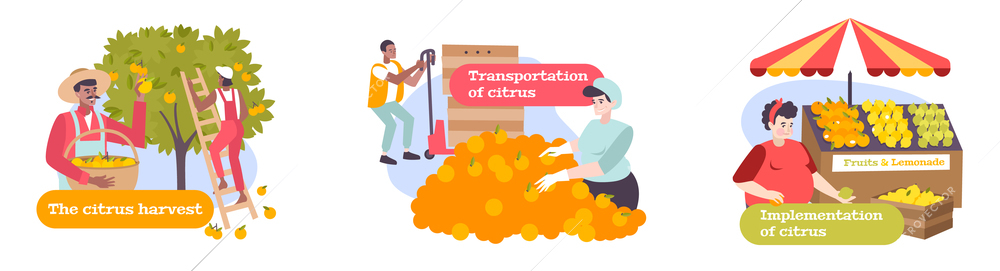 Citrus flat compositions with people involved in harvesting transportation and implementation of fruits vector illustration