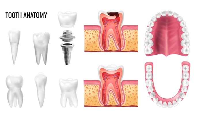 Realistic set with tooth anatomy oral cavity types of teeth isolated on white background vector illustration