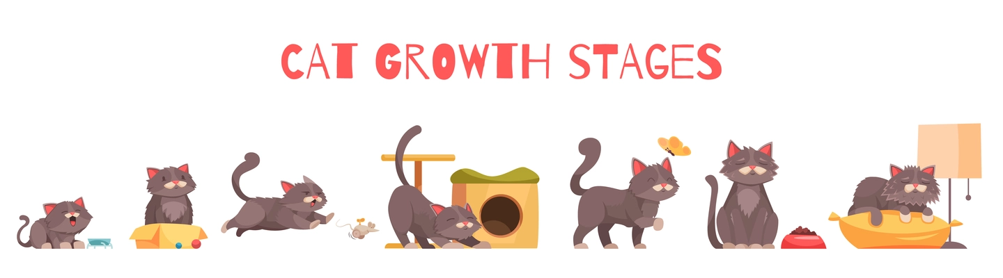 Cat growth stages composition with set of isolated icons with characters of kitten in various situations vector illustration