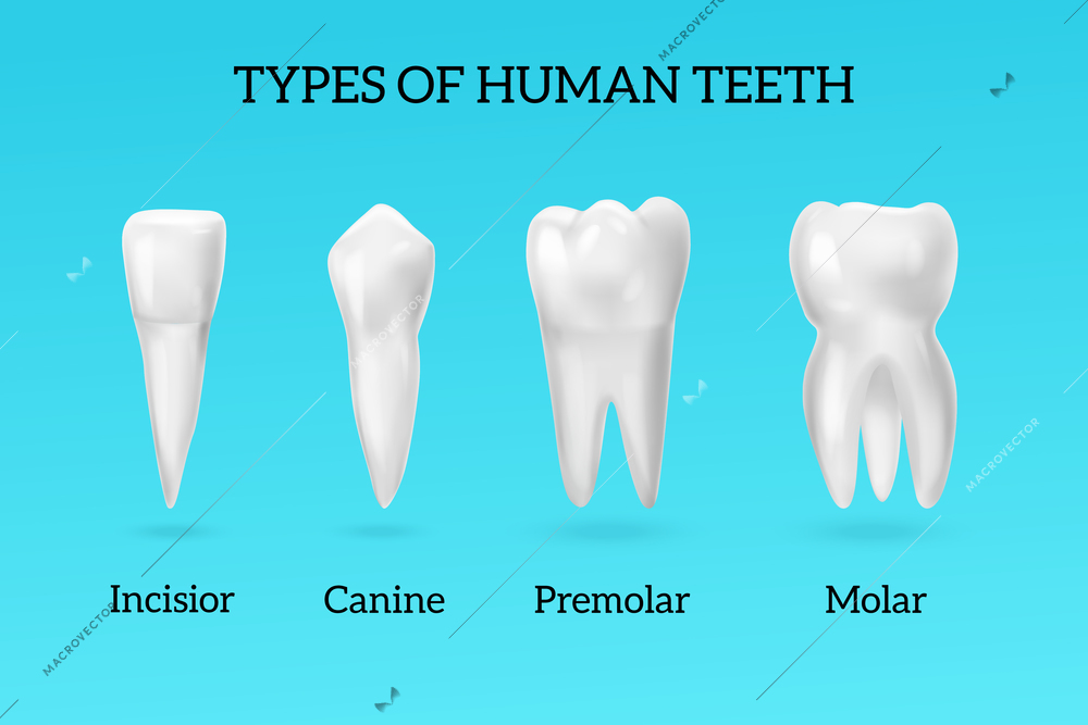 Types of human teeth realistic set with incisor canine premolar and molar on blue background isolated vector illustration