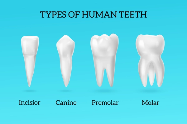Types of human teeth realistic set with incisor canine premolar and molar on blue background isolated vector illustration