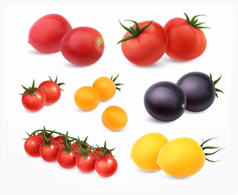 Tomatoes realistic set with different types and colors isolated vector illustration