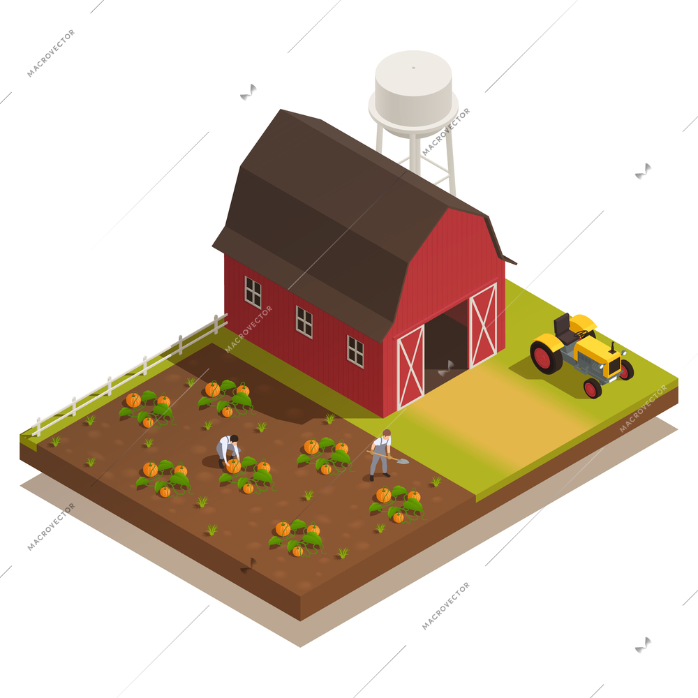 Red farmyard barn house tractor farm workers harvesting pumpkin plantation isometric composition vector illustration