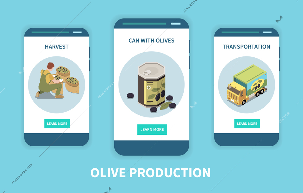 Olive production isometric set of three vertical banners with learn more buttons and images of harvest vector illustration