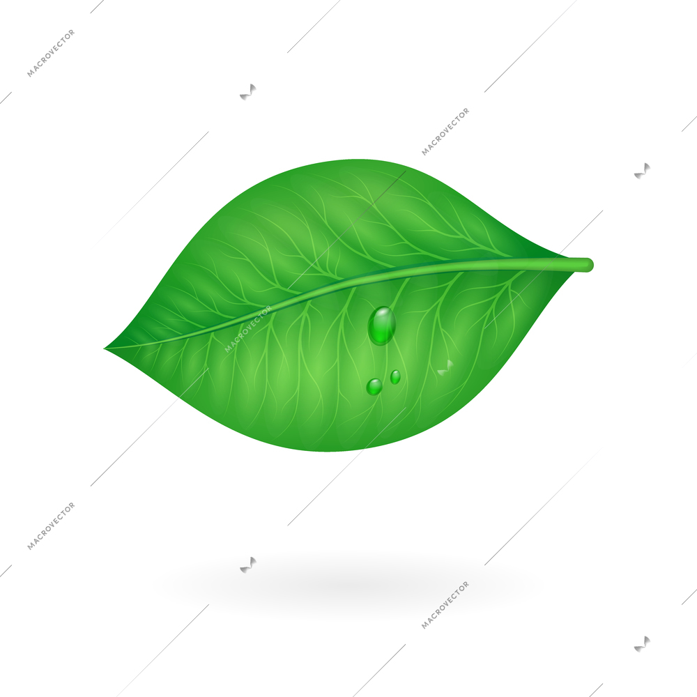 Green leaf vector isolated icon  illustration isolated