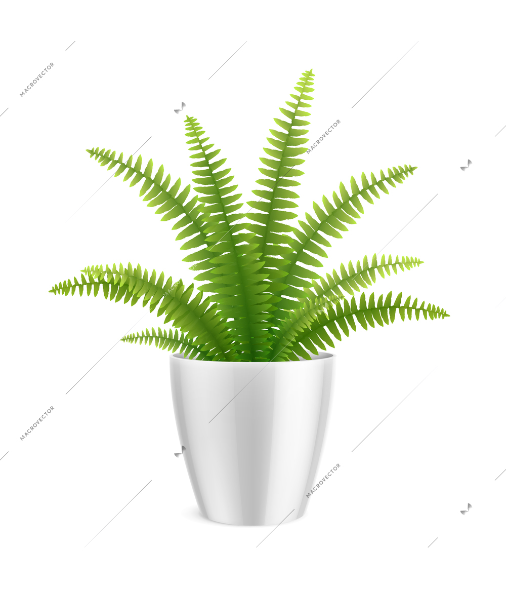 House plants in pot realistic composition with growing plant with exotic green leaves on blank background vector illustration