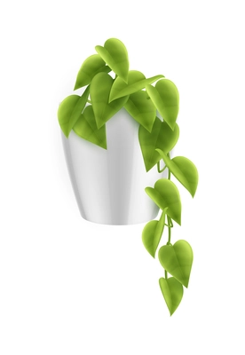 House plants in pot realistic composition with image of growing plant with leaves on blank background vector illustration