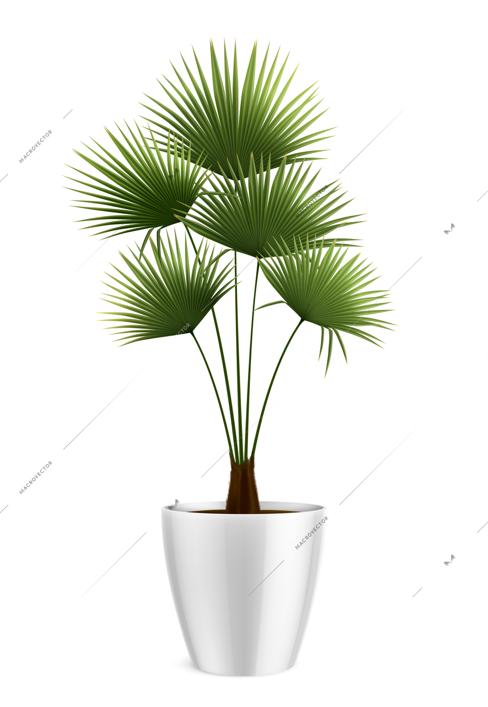 House plants in pot realistic composition with domestic palm tree in white pot on blank background vector illustration