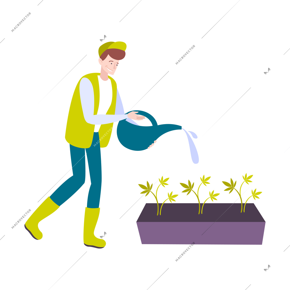 Cannabis hemp marijuana people composition with male human character watering growing cannabis plants vector illustration