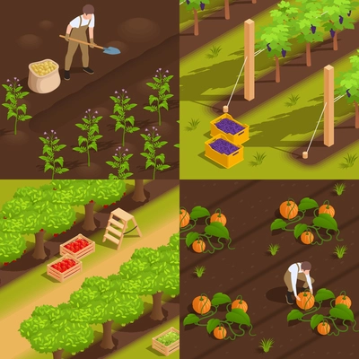 Harvesting concept 4 isometric composition with farm workers digging potato picking grape collecting pumpkins vector illustration