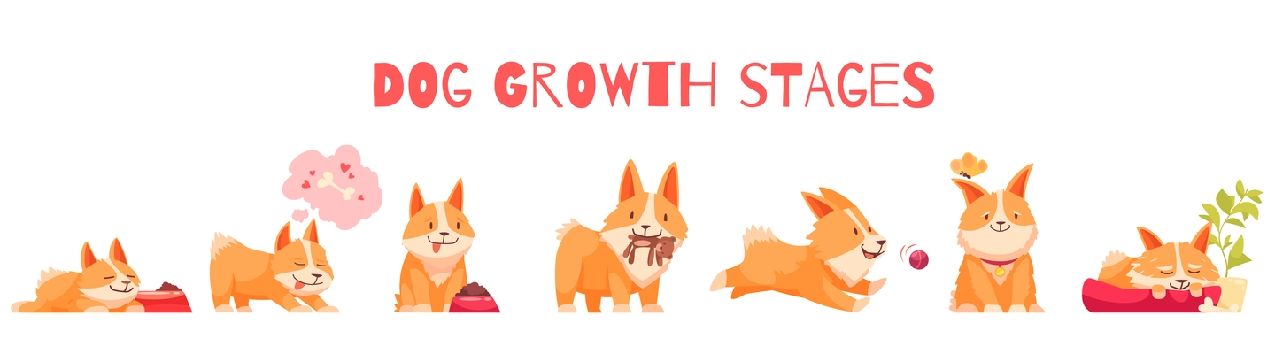 Dog growth stages composition with set of isolated cartoon style characters of puppy with editable text vector illustration