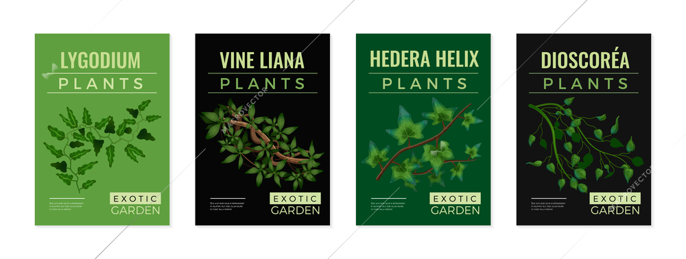 Tropical lianas exotic plants 4 green black background posters set with hedera lygodium climbing vine vector illustration