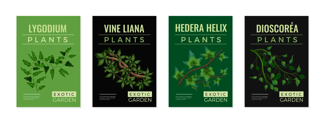 Tropical lianas exotic plants 4 green black background posters set with hedera lygodium climbing vine vector illustration