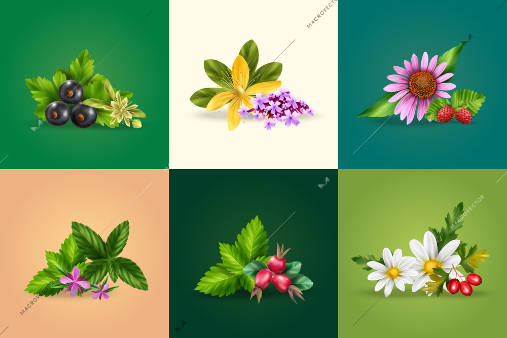 Herbal and green tea ingredients realistic design concept with mint camomile black currant rose hip tutsan melissa isolated vector illustration