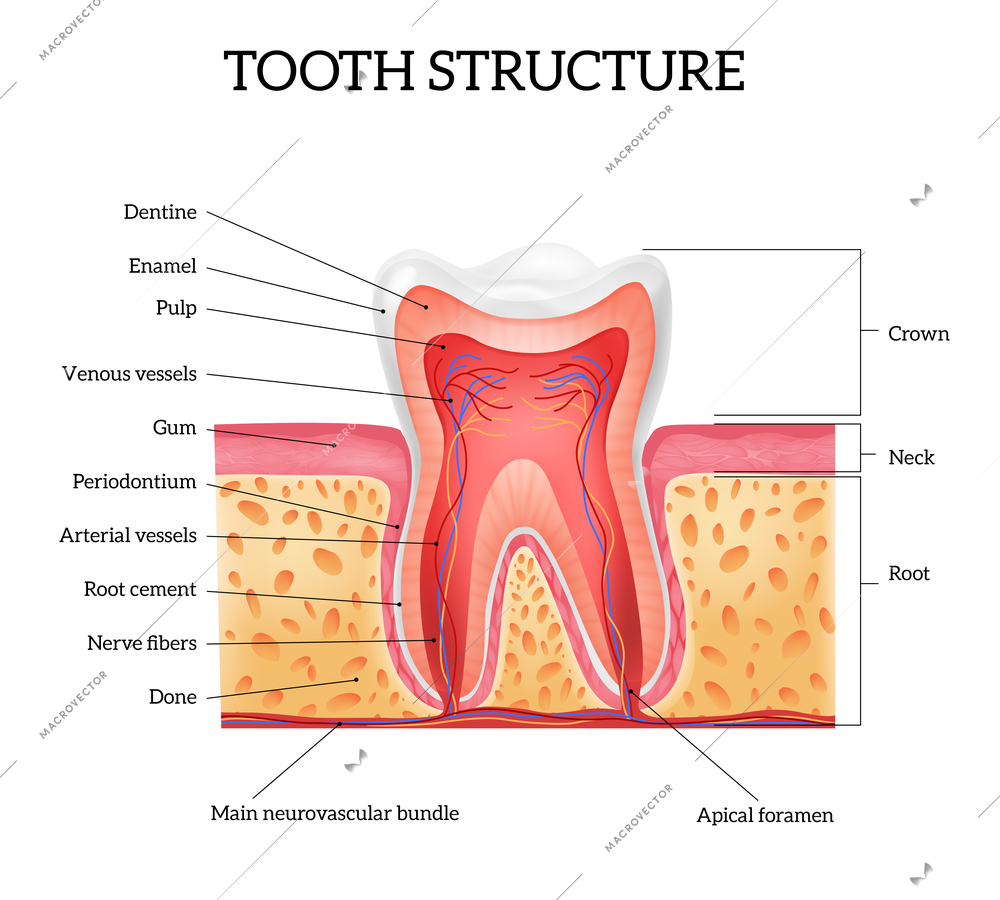 Human tooth anatomy with labelled parts realistic infographics on white background vector illustration