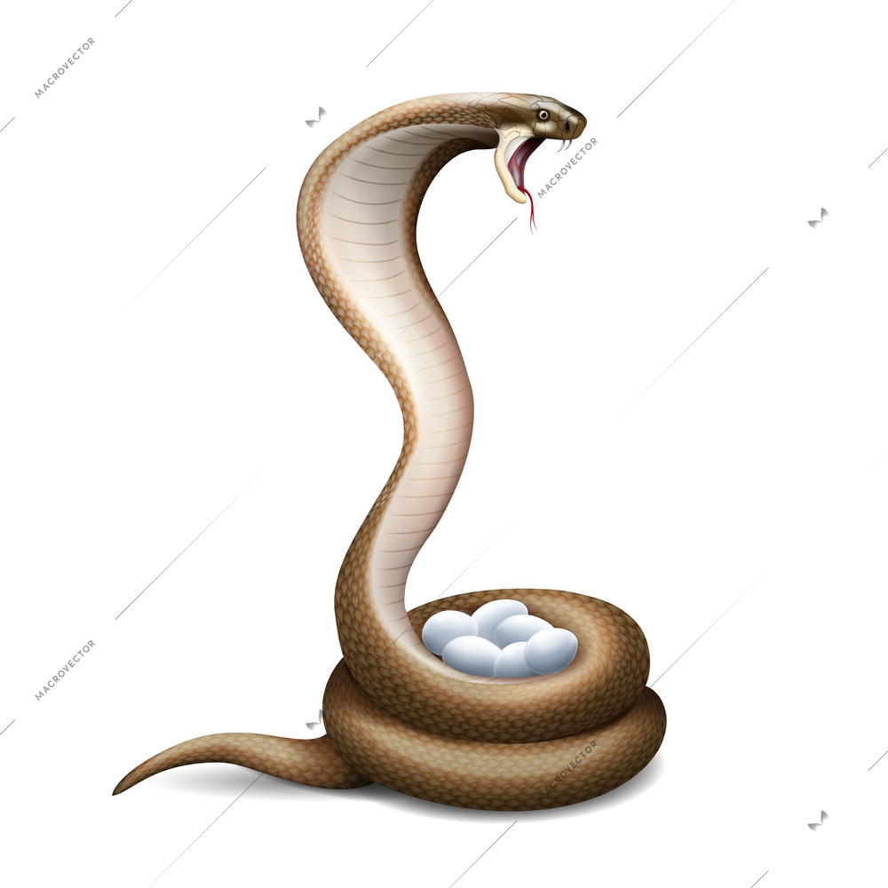 Cobra snake nest realistic composition with isolated image of snake twisted round eggs on blank background vector illustration