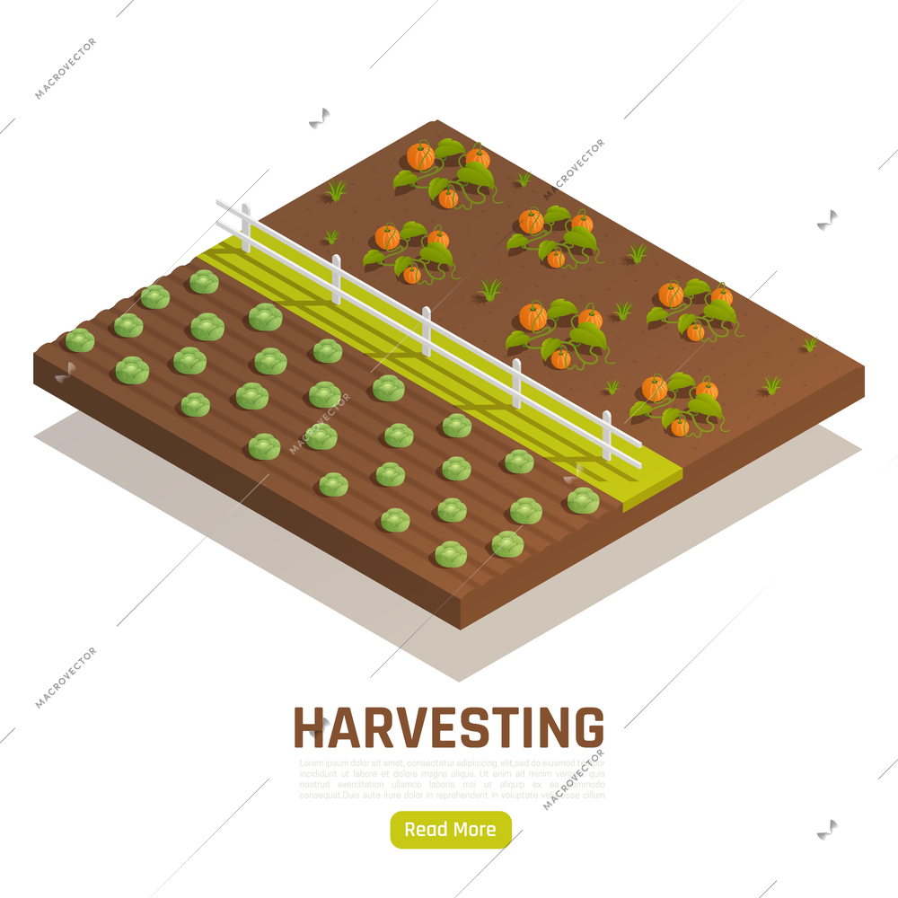 Farm vegetables growing harvesting with ripe pumpkin and cabbage plantation web page isometric element vector illustration