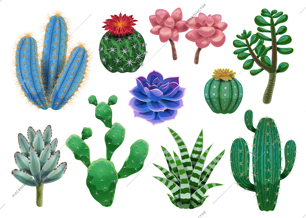 Cactus set with isolated images of various exotic plants and colourful tropical flowers on blank background vector illustration