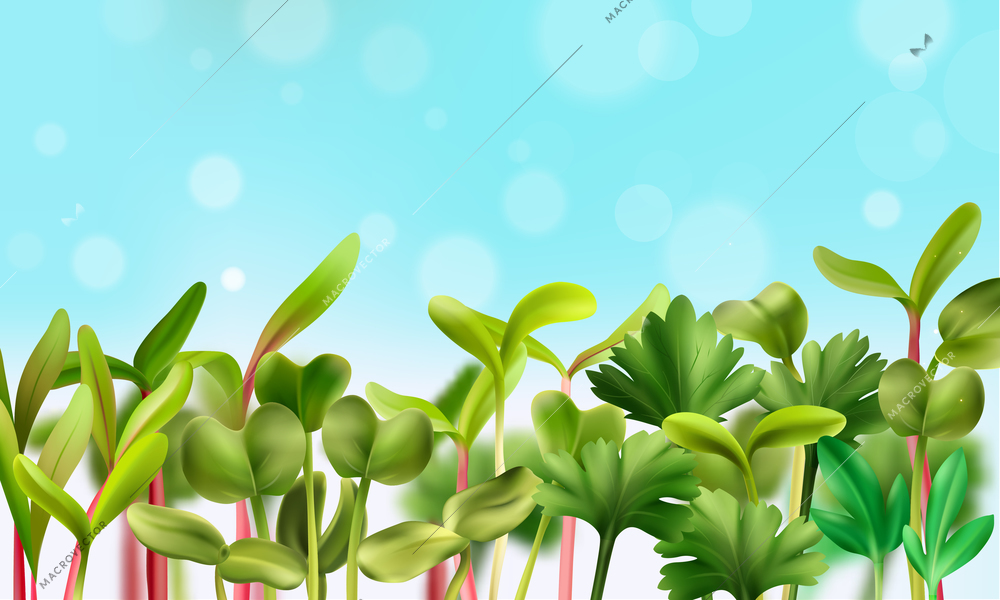 Healthy nutrition microgreens background with vegetarian food realistic vector illustration