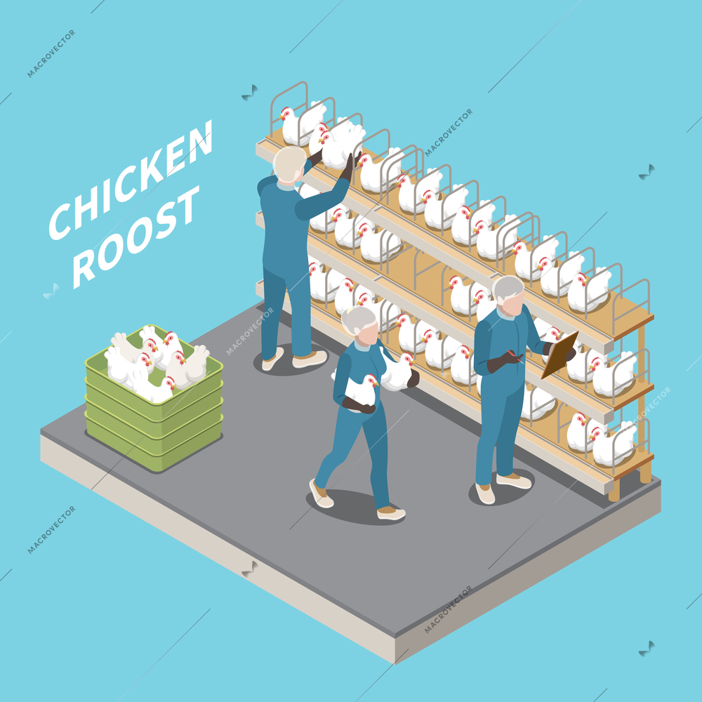 Chicken roost in poultry farm blue background with staff inspecting and seating laying hens isometric vector illustration