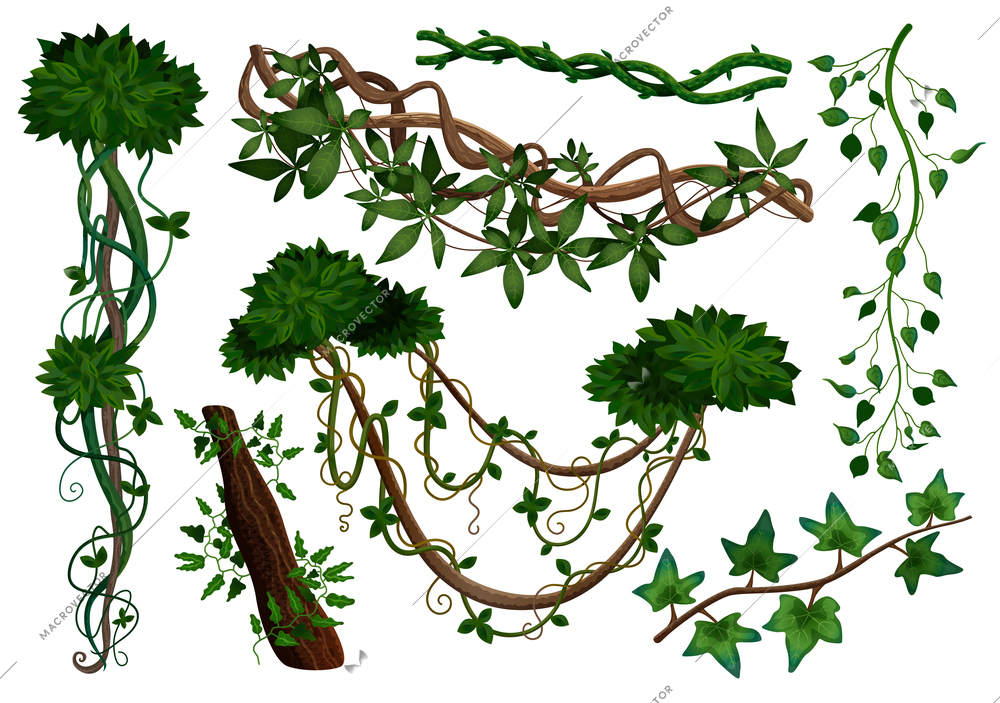 Tropical rainforest jungle vegetation climbing plants twining lianas realistic elements set with hedera ivy vine vector illustration