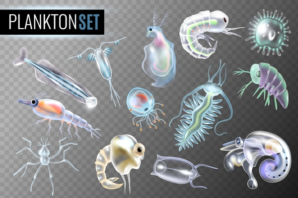 Plankton transparent set of daphnia amphipod krill copepod phytoplankton underwater inhabitants isolated vector illustration