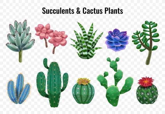 Cactus set with transparent background and isolated images of exotic plants with leaves and colourful flowers vector illustration