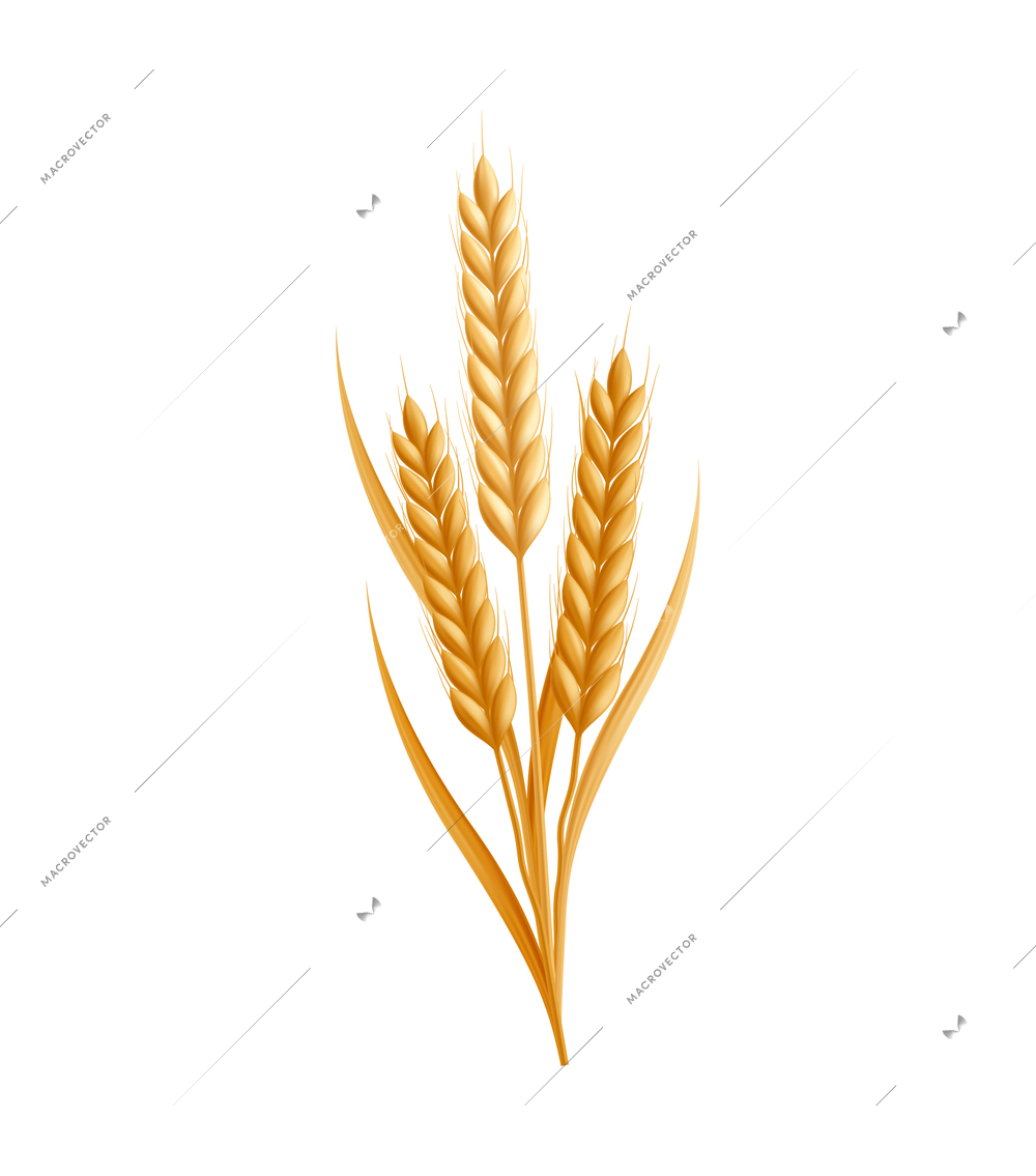 Beer ingredient realistic composition with isolated wheat plant with leaves and grain vector illustration