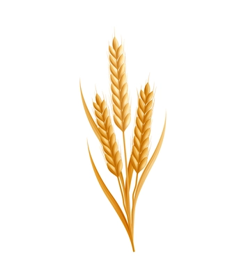 Beer ingredient realistic composition with isolated wheat plant with leaves and grain vector illustration