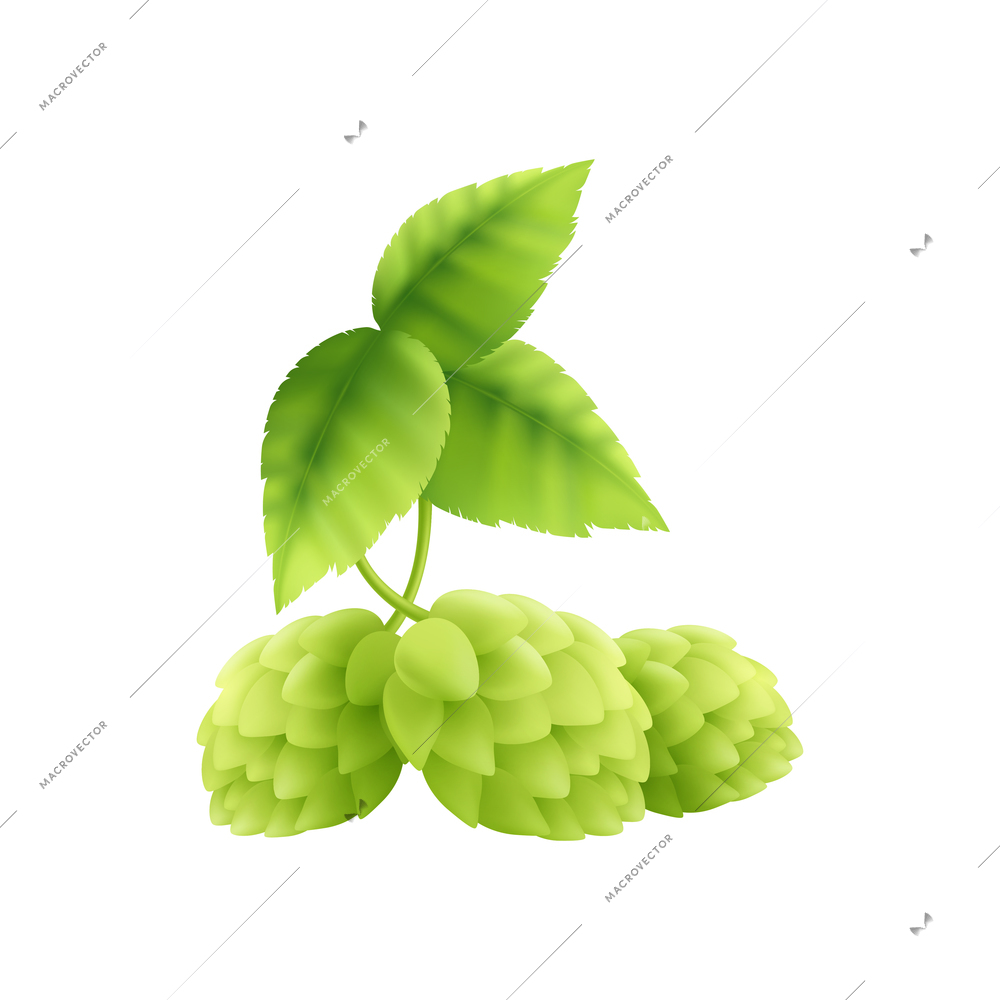 Beer ingredient realistic composition with ripe hop plant on blank background vector illustration