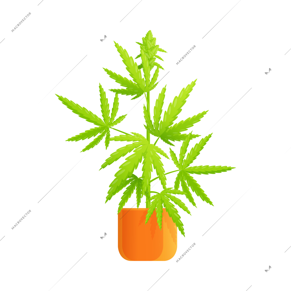 Medical marijuana cannabis drugs flat composition with marijuana bush with leaves in flower pot vector illustration