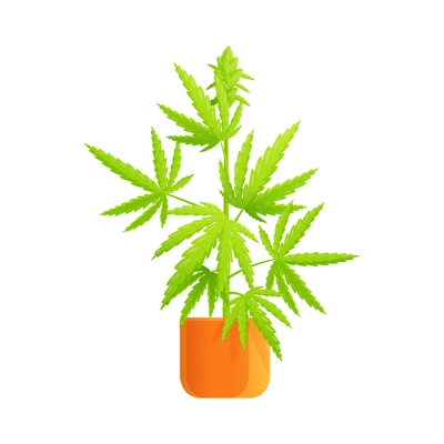 Medical marijuana cannabis drugs flat composition with marijuana bush with leaves in flower pot vector illustration