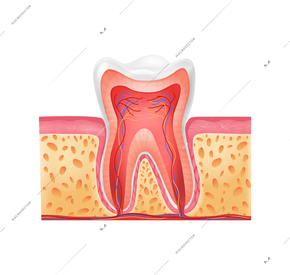 Realistic tooth anatomy composition with profile view of gum with tooth shape vector illustration