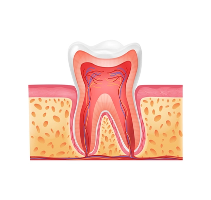 Realistic tooth anatomy composition with profile view of gum with tooth shape vector illustration