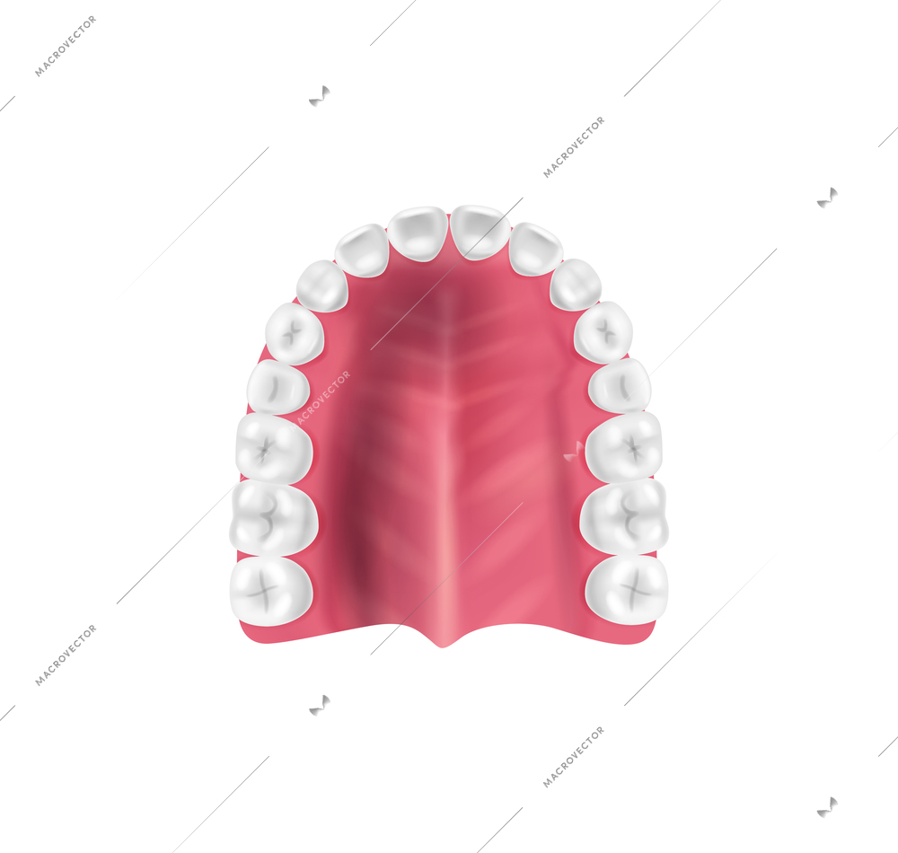 Realistic tooth anatomy composition with top view of lower jaw bone with teeth vector illustration