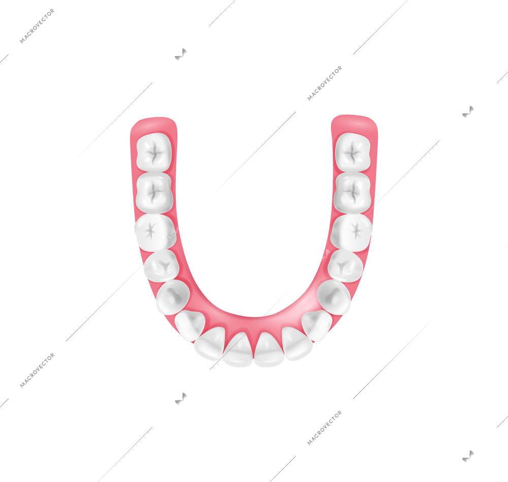 Realistic tooth anatomy composition with set of false teeth for jaw bone vector illustration