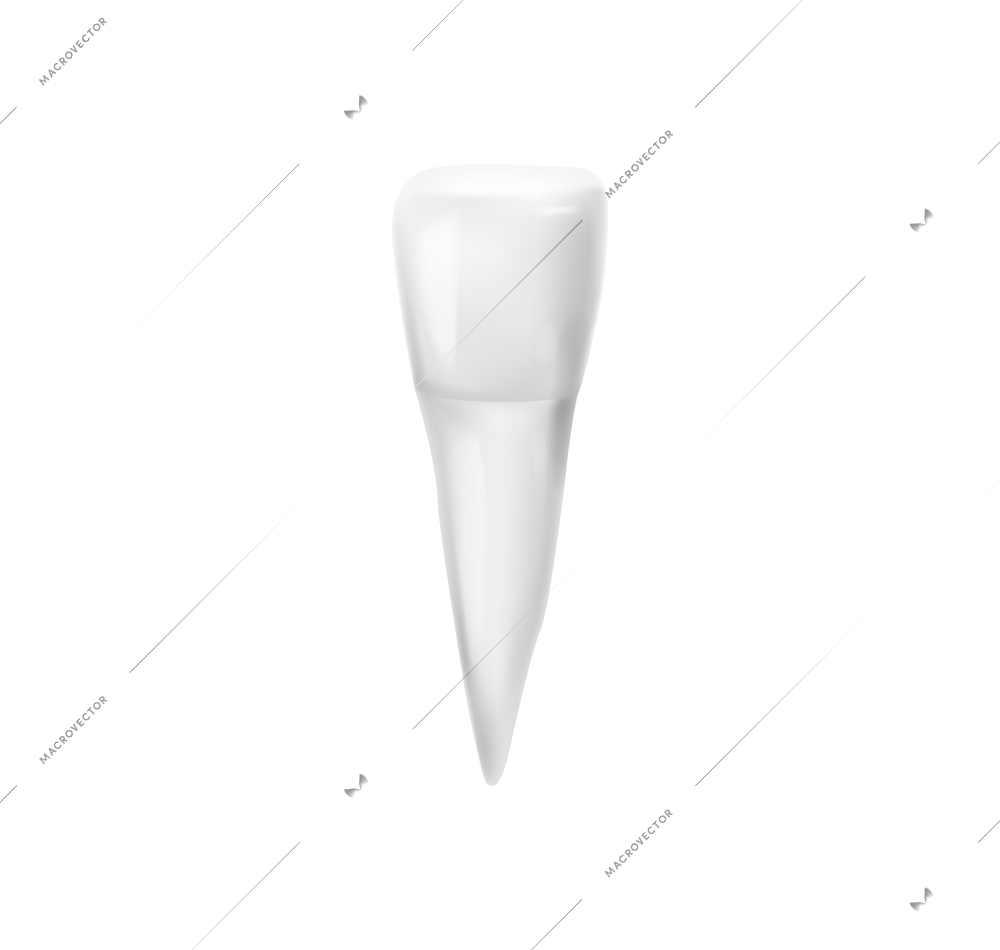 Realistic tooth anatomy composition with isolated image of single tooth vector illustration