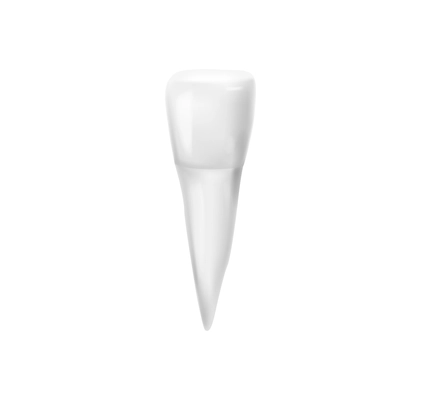 Realistic tooth anatomy composition with isolated image of single tooth vector illustration