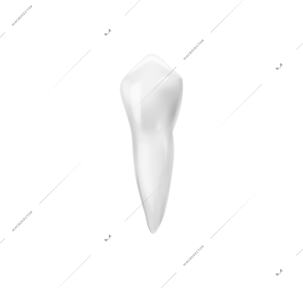 Realistic tooth anatomy composition with isolated image of tooth with single root vector illustration