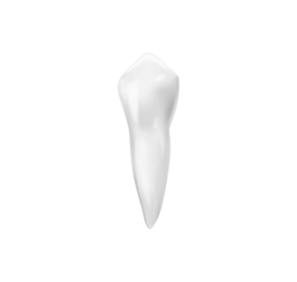 Realistic tooth anatomy composition with isolated image of tooth with single root vector illustration