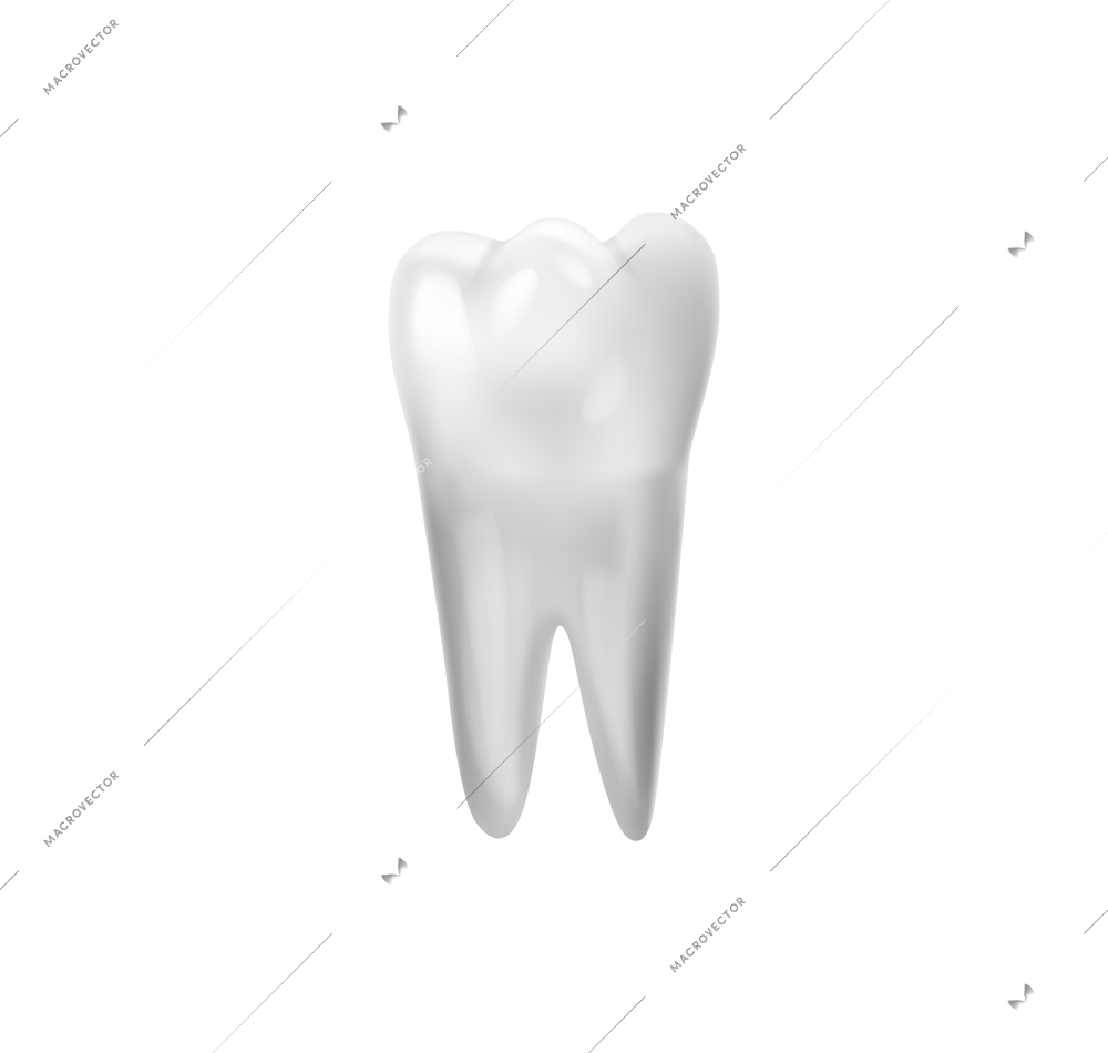 Realistic tooth anatomy composition with white tooth classic image isolated on blank background vector illustration