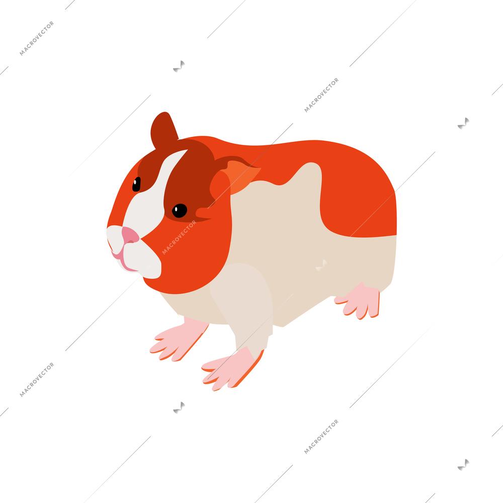 Isometric composition with isolated image of hamster on blank background vector illustration