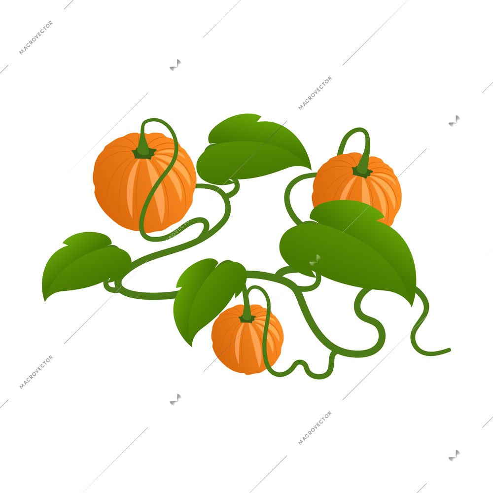 Isometric harvest with ripe pumpkins on white background 3d vector illustration