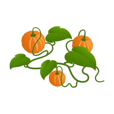 Isometric harvest with ripe pumpkins on white background 3d vector illustration