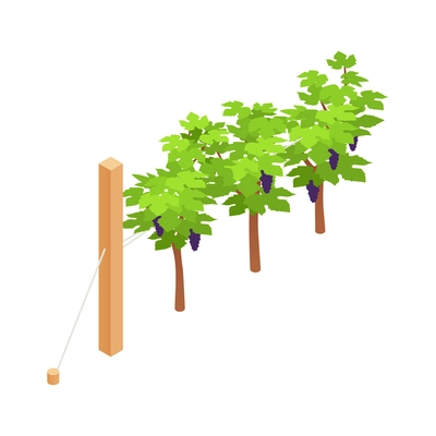 Trees with ripe grapes on white background 3d isometric vector illustration