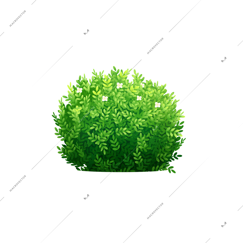 Realisic garden bush with small leaves vector illustration