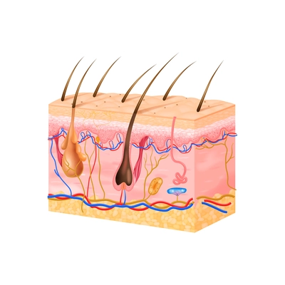 Skin sensory receptors concept with nerve and hair flat vector illustration