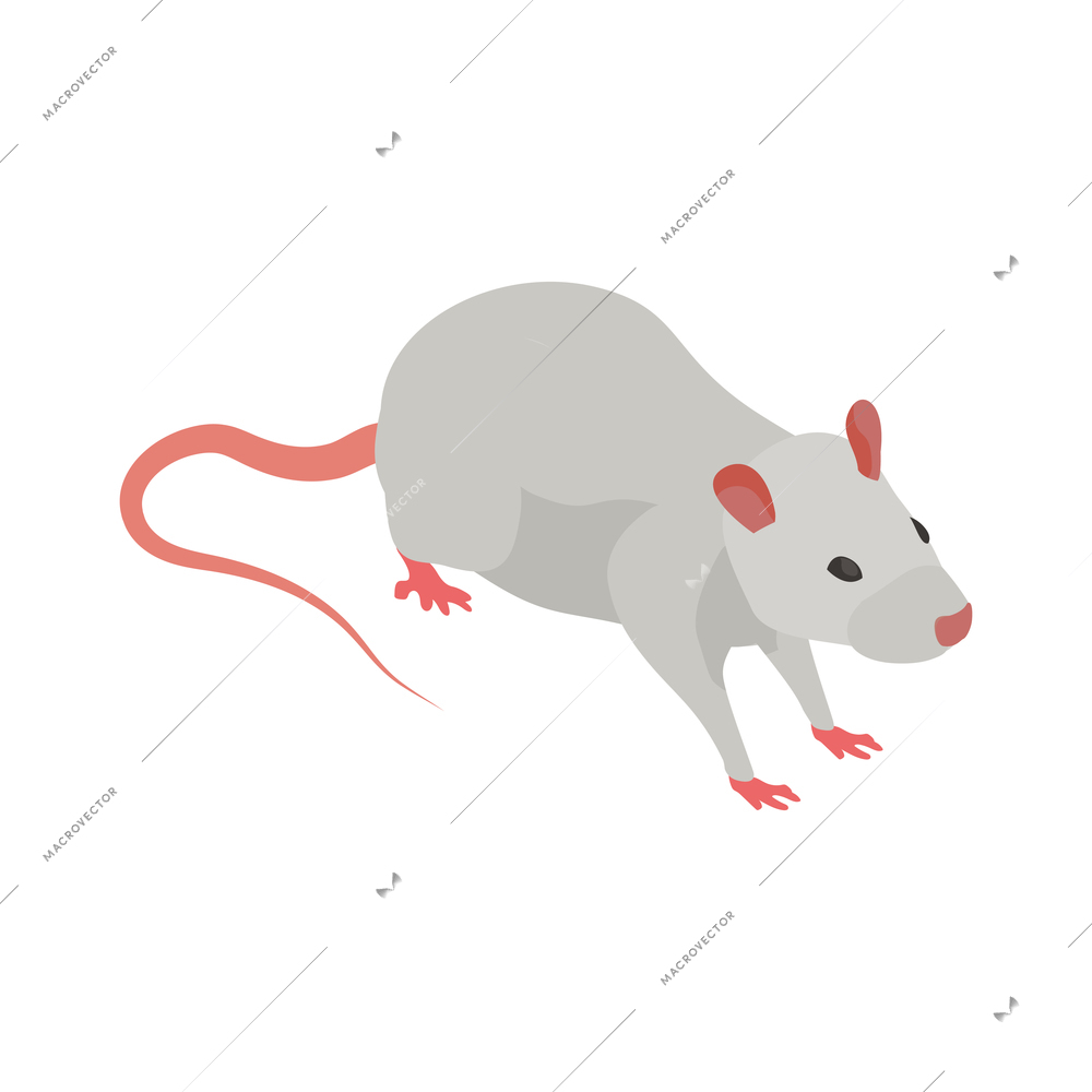 Pharmaceutical production with medical laboratory rat vector illustration