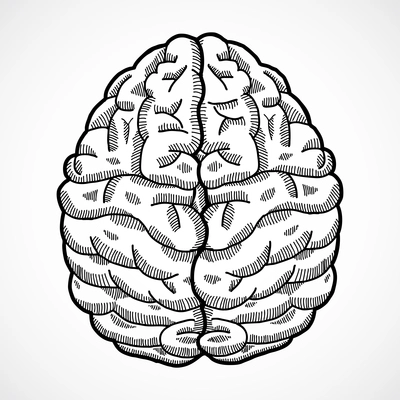 Human brain cortex top view sketch isolated on white background vector illustration